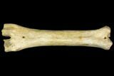 Pleistocene Aged, Fossil Horse Metatarsal - Kansas #150447-1